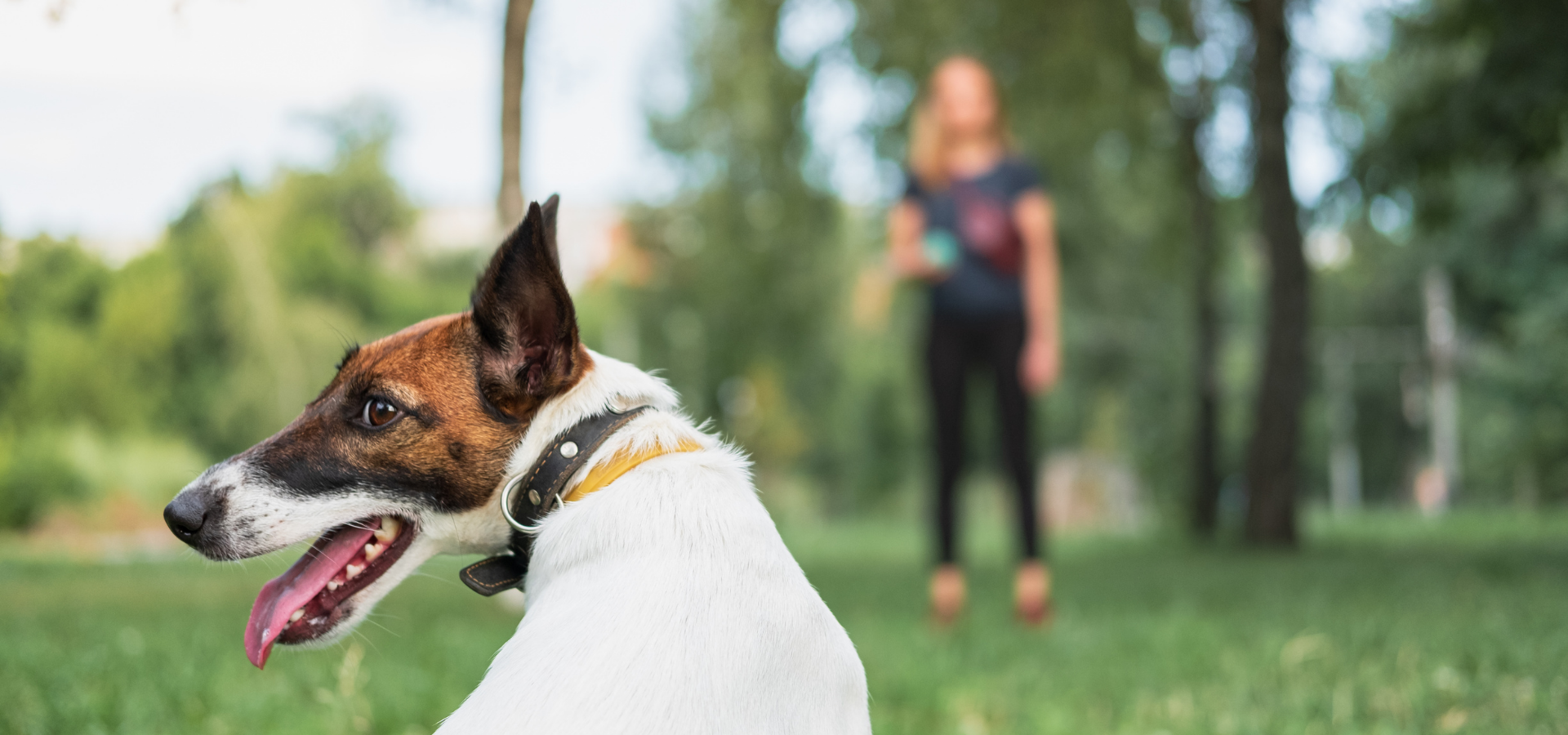 Home portada Aprendego, un perro miestras está siendo adiestrado con aire de tranquilidad