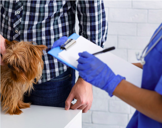 perroservicios perroservicios